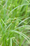 Blunt broom sedge